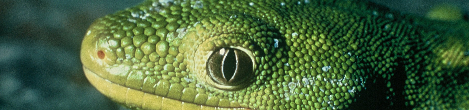 Nelson Green Gecko - Project Janszoon