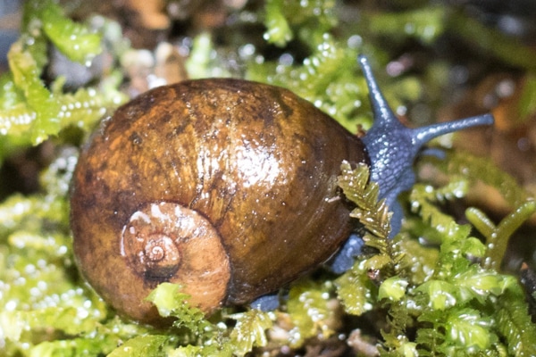 Улитка род. Powelliphanta улитка. Rhytida. Ритида (Rhytida).