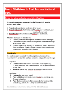 A guide to Mistletoe in Abel Tasman