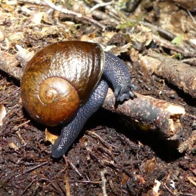 snail, forest floor