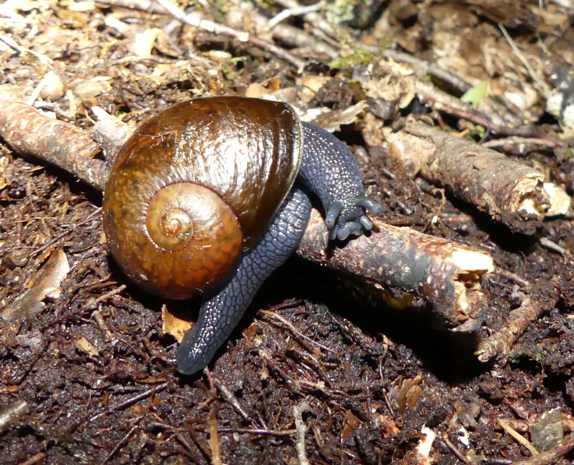 snail, forest floor