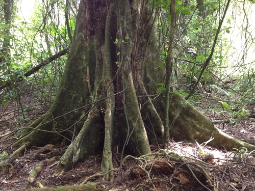 tree trunk