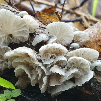 fungi, tree