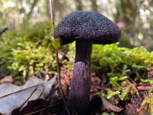 purple mushroom