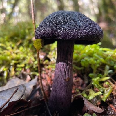 purple mushroom