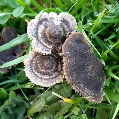 mushroom, grass