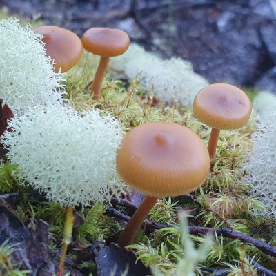 moss, lichen, mushroom