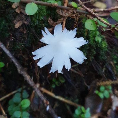 mushroom, forest floor