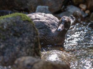 duck, water, river, rock