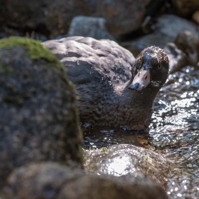 duck, water, river, rock