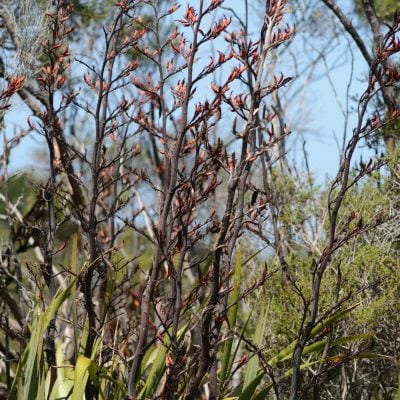 harakeke flax