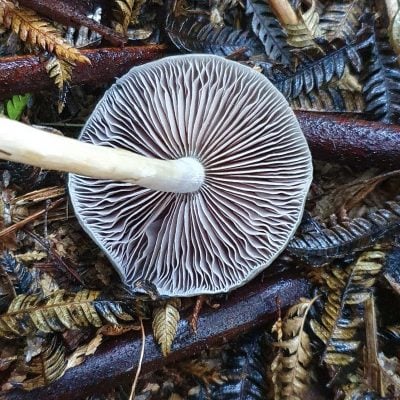 fungus in forest