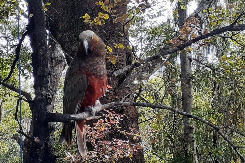 native parrot in beech tree