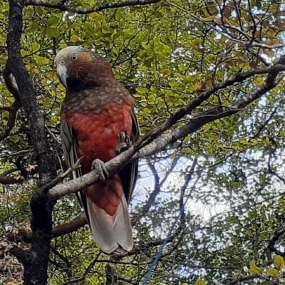 parrot, tree