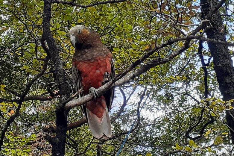 parrot, tree