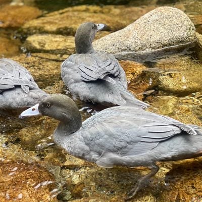 duck, water, stream