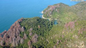 Dead wilding pines, sea, hills