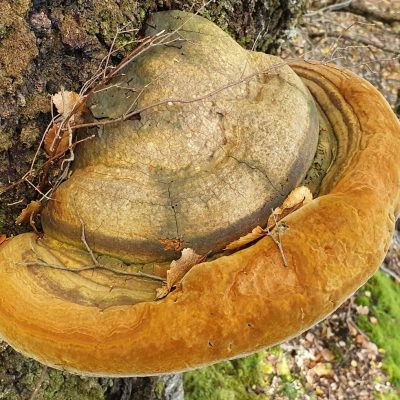 fungus, tree