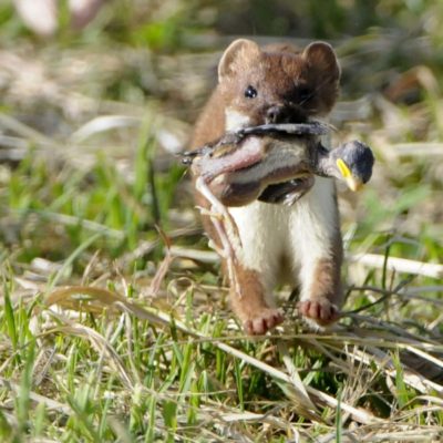 stoat with chick