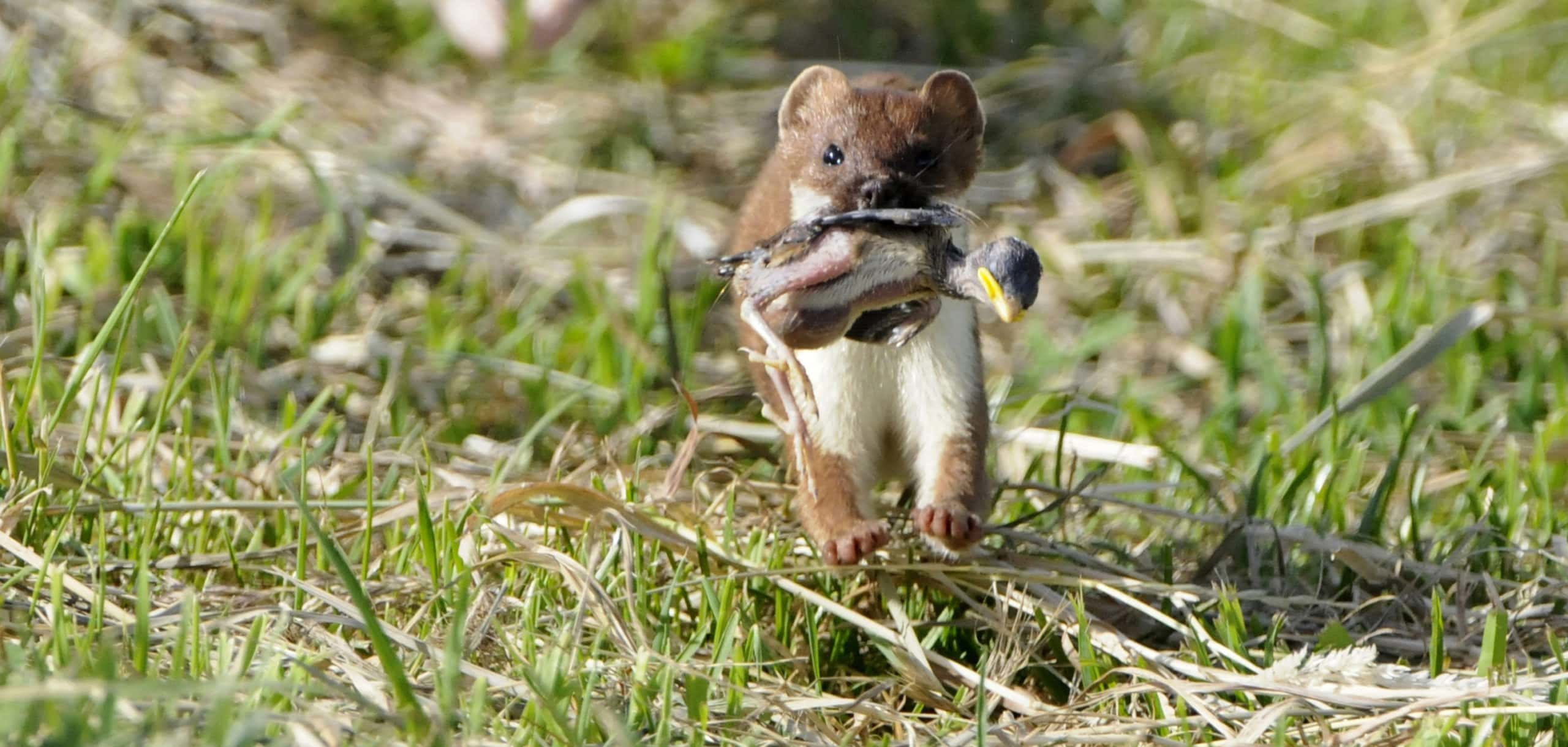 stoat with chick