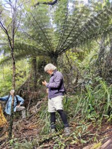 two men looking at plants in a forest