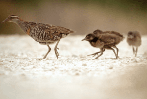 bird walking on sand