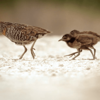 bird walking on sand