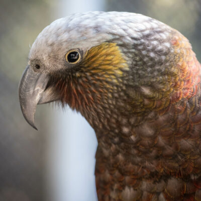 wild parrot in forest