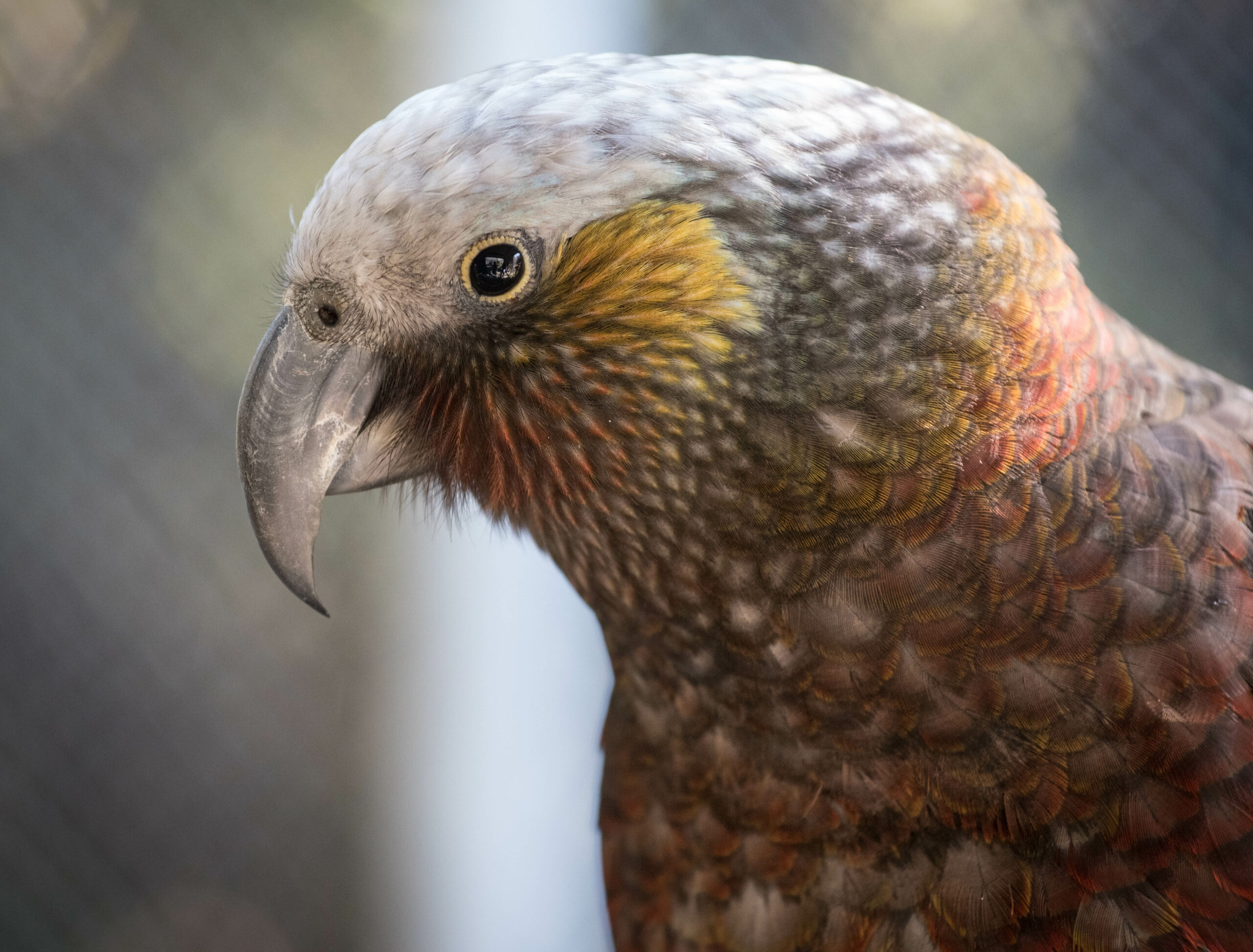 wild parrot in forest