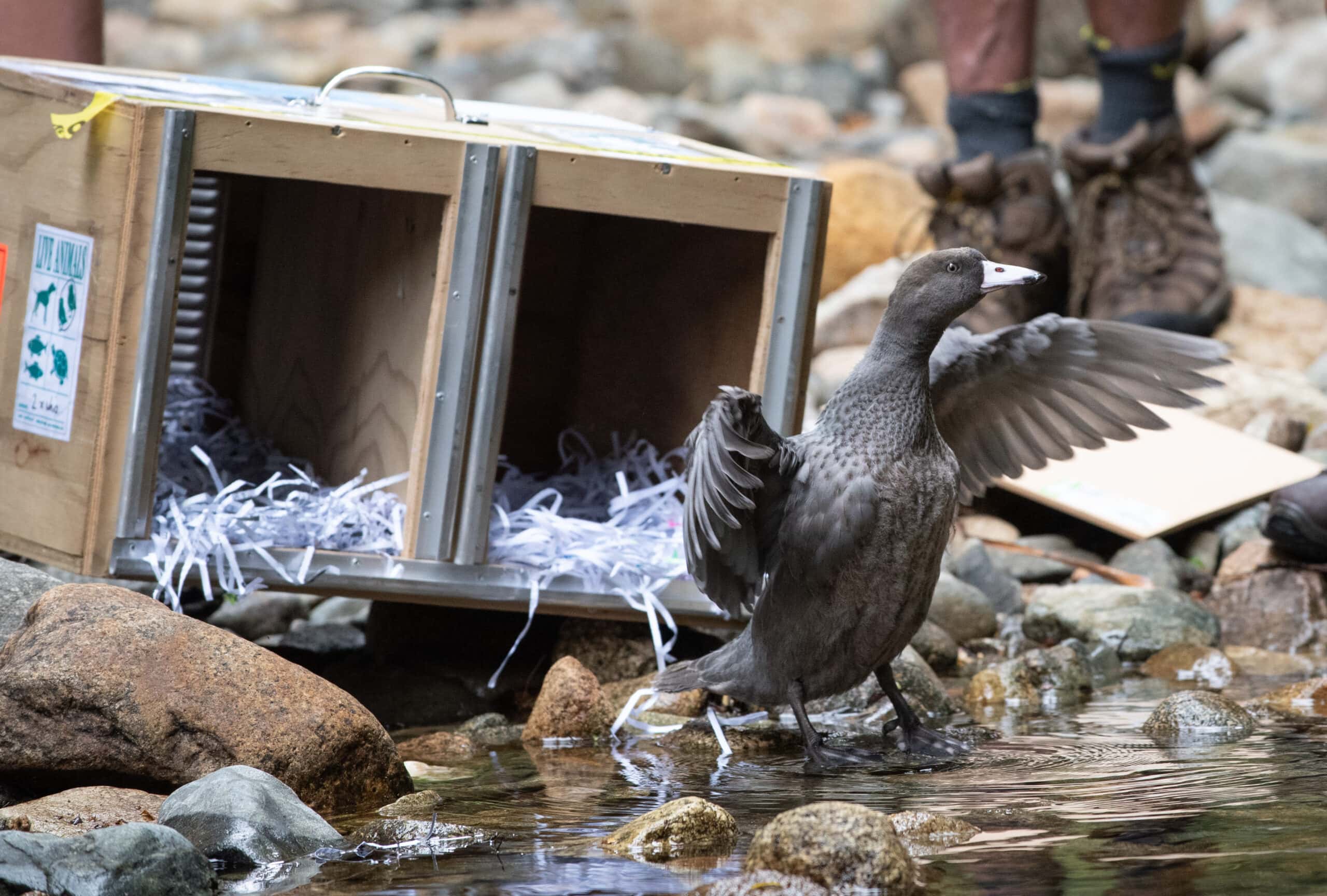 duck in front of box by river