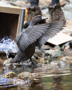 duck flapping wings in front of box