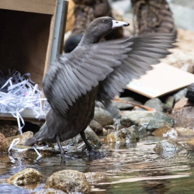 duck flapping wings in front of box