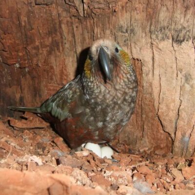 Adult parrot in hollow tree with eggs