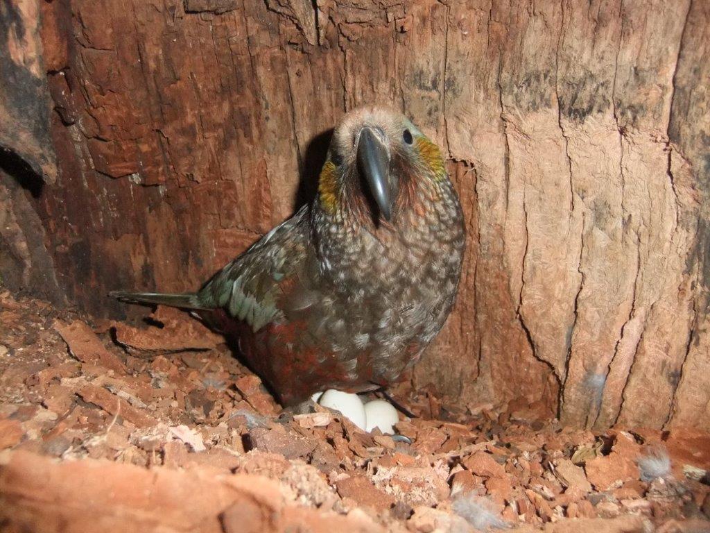 Adult parrot in hollow tree with eggs