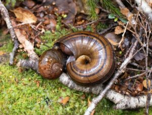 snails on mossy floor