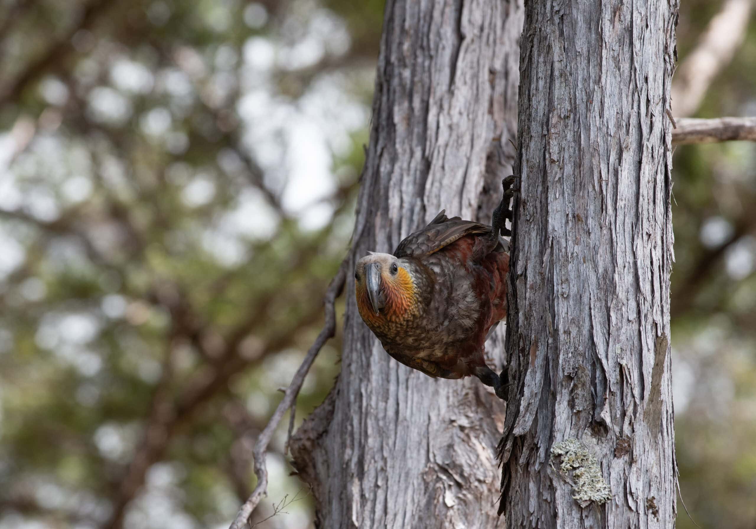 bird on tree